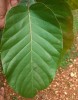 Shorea robusta C.F.Gaertn.